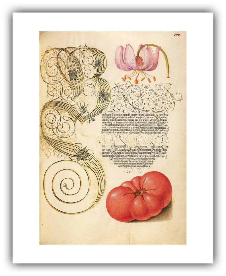 Joris Hoefnagel and George Boeskey : Martagon Lily and | Etsy