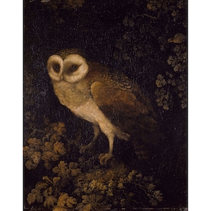 Moses Haughton the Elder : An Owl (1780-1790) - Giclee Fine Art Print