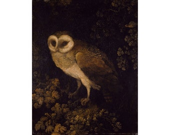 Moses Haughton the Elder : An Owl (1780-1790) - Giclee Fine Art Print