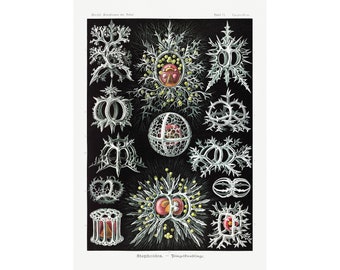 Ernst Haeckel - Artforms in Nature : Stephoidea - Radiolarians (1904) - Giclee Fine Art Print