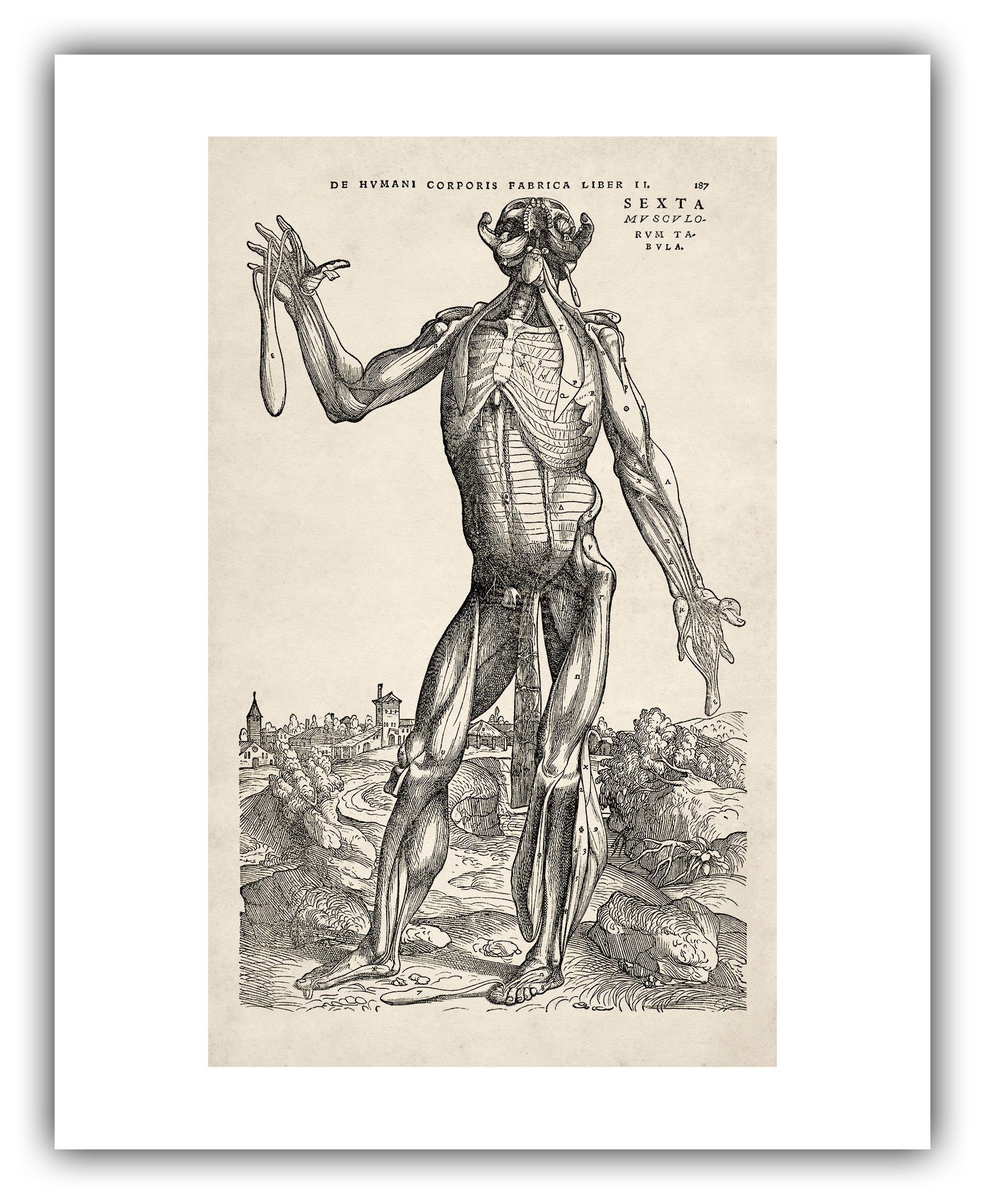 Buy Andreas Vesalius Human Anatomy Print : Muscle Man II 1543 Giclee Fine  Art Reproduction Online in India - Etsy