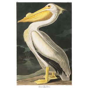 John James Audubon&#39;s Birds of America, Plate #311: American White Pelican - Giclee Fine Art Print