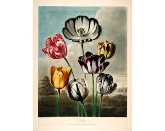 Temple of Flora : Tulips (1807) - Giclee Fine Art Print