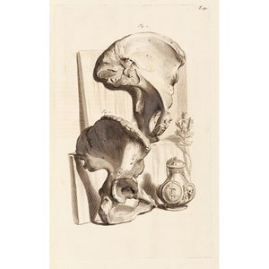 Govard Bidloo and Gerard de Laireese : Hip Bones (Anatomia humani corporis, Table 99) (1685) - Giclee Fine Art Print