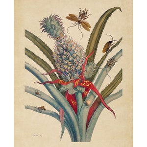 Maria Sibylla Merian : Pineapple with German and Australian Cockroaches (1705) - Giclee Fine Art Print