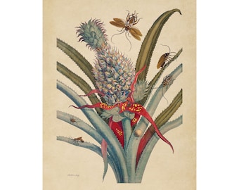 Maria Sibylla Merian : Pineapple with German and Australian Cockroaches (1705) - Giclee Fine Art Print