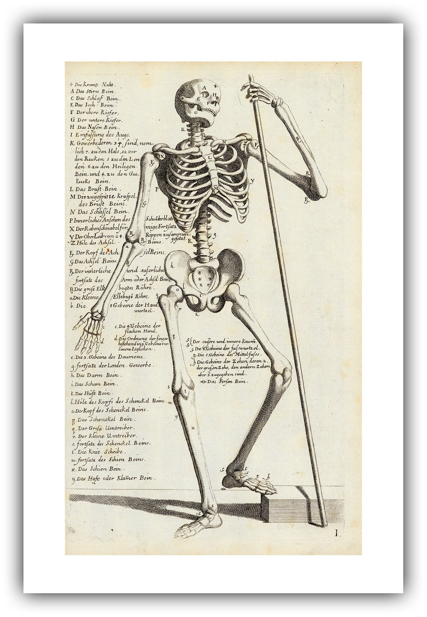 Carlo Cesi en Jerome Bollmann : Anatomische tekening van een menselijk  skelet (1706/1759) - Giclee Fine Art Print - Etsy België, image size:1437x2076