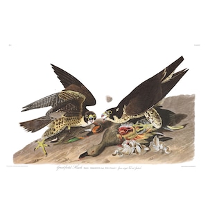 John James Audubon&#39;s Birds of America, Plate #16: Great-footed Hawk (Peregrine Falcon) - Giclee Fine Art Print