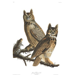 John James Audubon&#39;s Birds of America, Plate #61 : Great Horned Owl - Giclee Fine Art Print