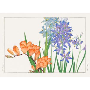 May include: A botanical illustration featuring two types of flowers. The first is a cluster of orange freesia flowers with green leaves. The second is a group of blue and purple camassia flowers with long, green leaves. The illustration is on a white background with Japanese text in the bottom corners.