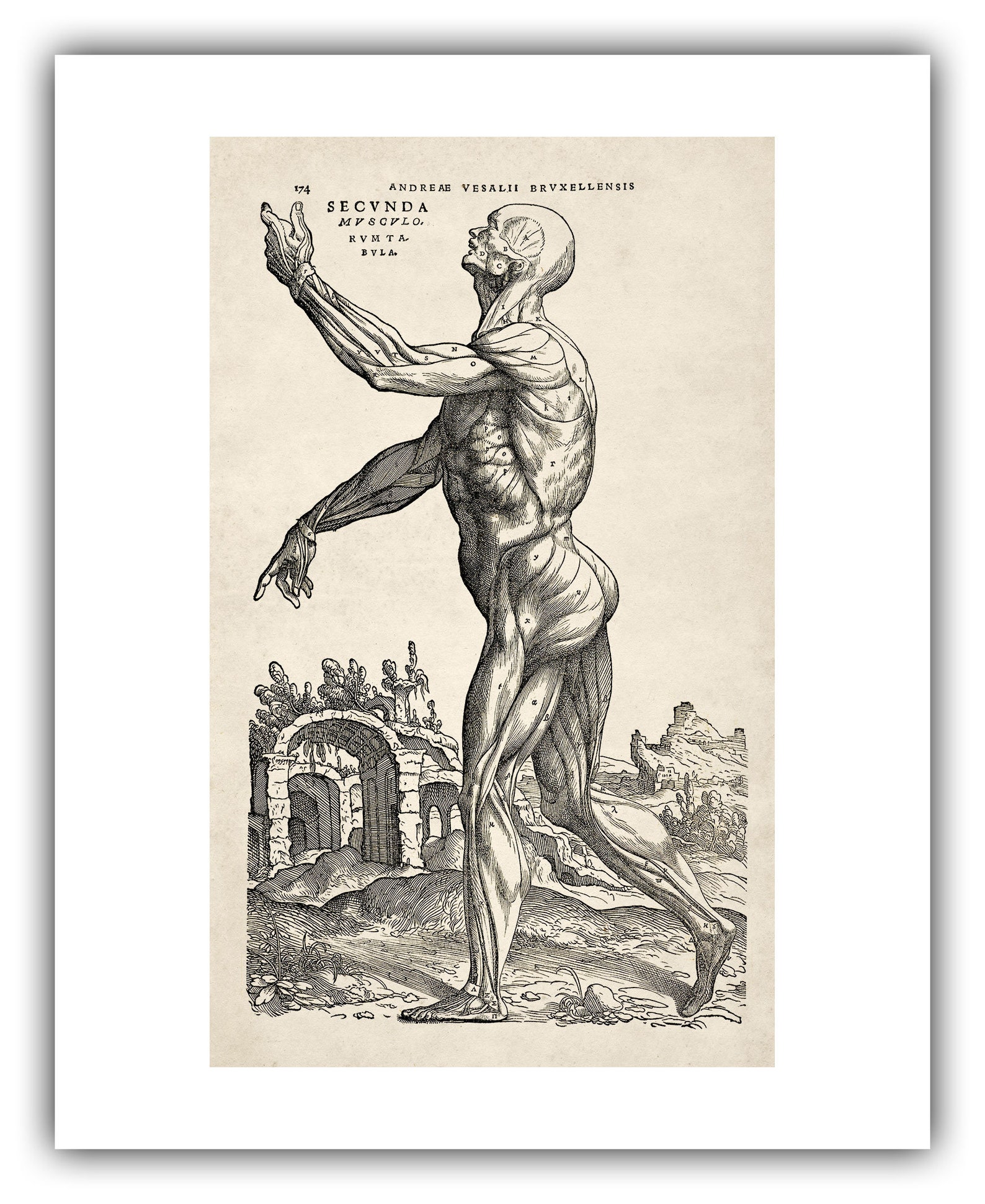 Andreas Vesalius Human Anatomy Print : Muscle Man II (1543) - Giclee ...