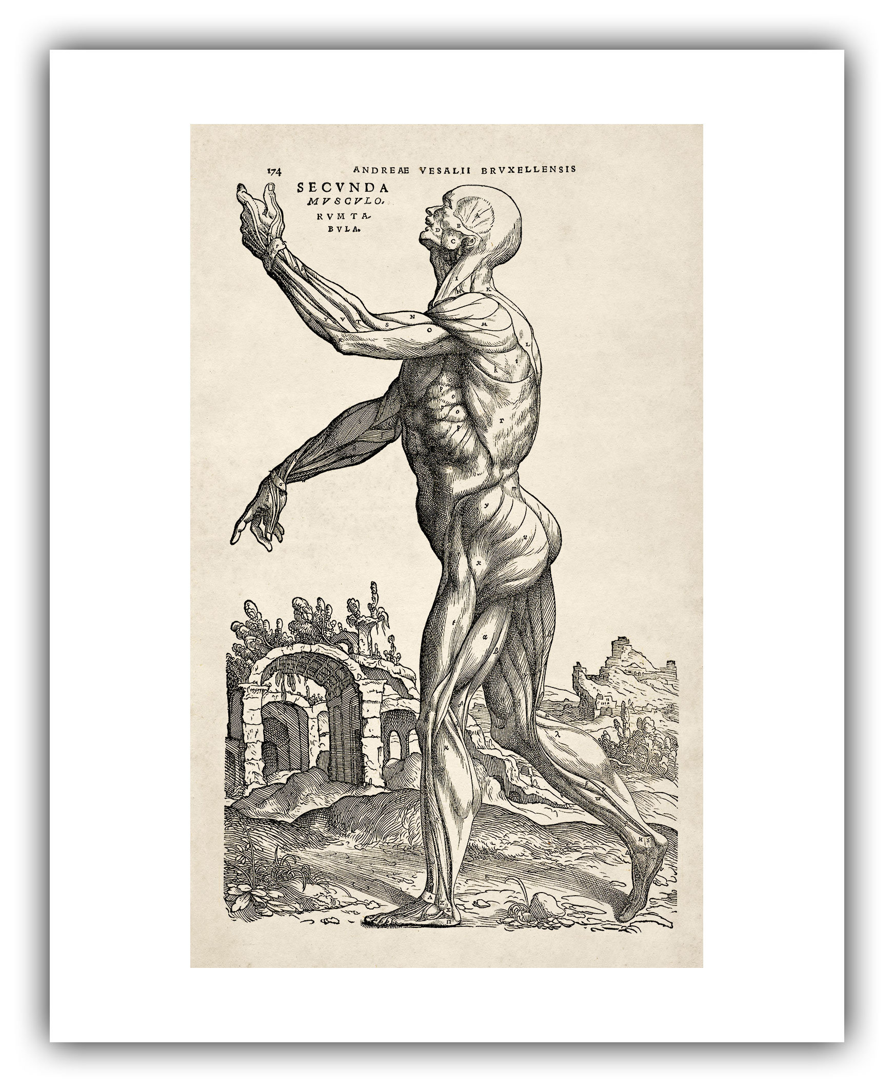 Andreas vesalius, Anatomy art, Anatomy sketches