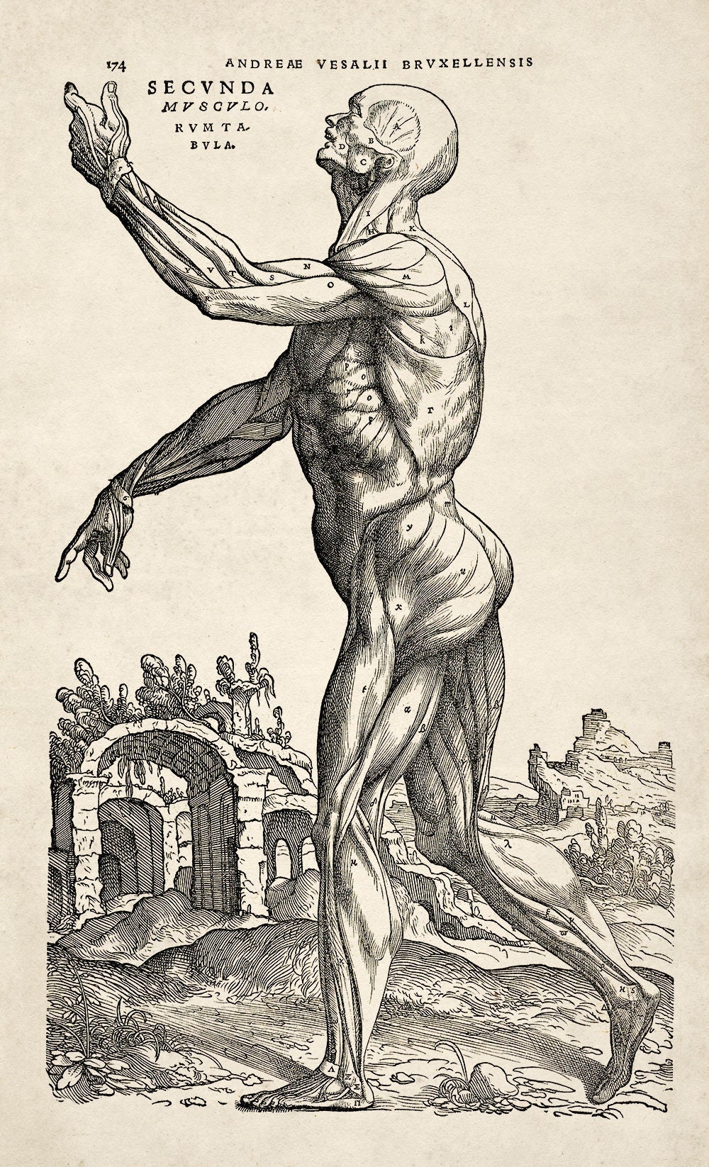 The Plates from the Third Book of the De Humani Corporis Fabrica by Andreas  Vesalius, (1514-1564) Plate 44 - A delineation of the entire vena cava  freed from all parts. - SuperStock