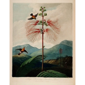 Tempio della Flora: Pianta sensibile a fioritura grande (1807) - Giclee Fine Art Print