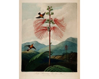 Temple of Flora : Large-Flowering Sensitive Plant (1807) - Giclee Fine Art Print