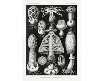 May include: Black and white illustration of various types of mushrooms. The illustration is labelled "Basidiomycetes -  Schwammmpilze".