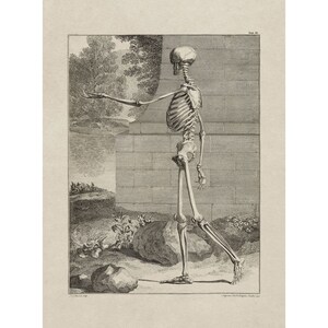 Bernhard Siegfried Albinus und Jan Wandelaar : Table III (Menschliches Skelett) (Tabulae sceleti et musculorum, 1747) - Giclee Fine Art Print