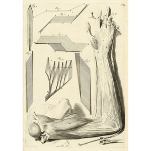 May include: A detailed anatomical illustration of the human arm, showing the muscles, tendons, and nerves. The image includes several diagrams of the arm's structure, labeled with letters and numbers.