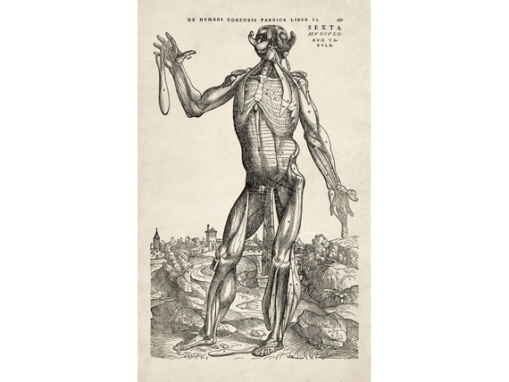 Images from Andreas Vesalius' De Humani Corporis Fabrica, 1543