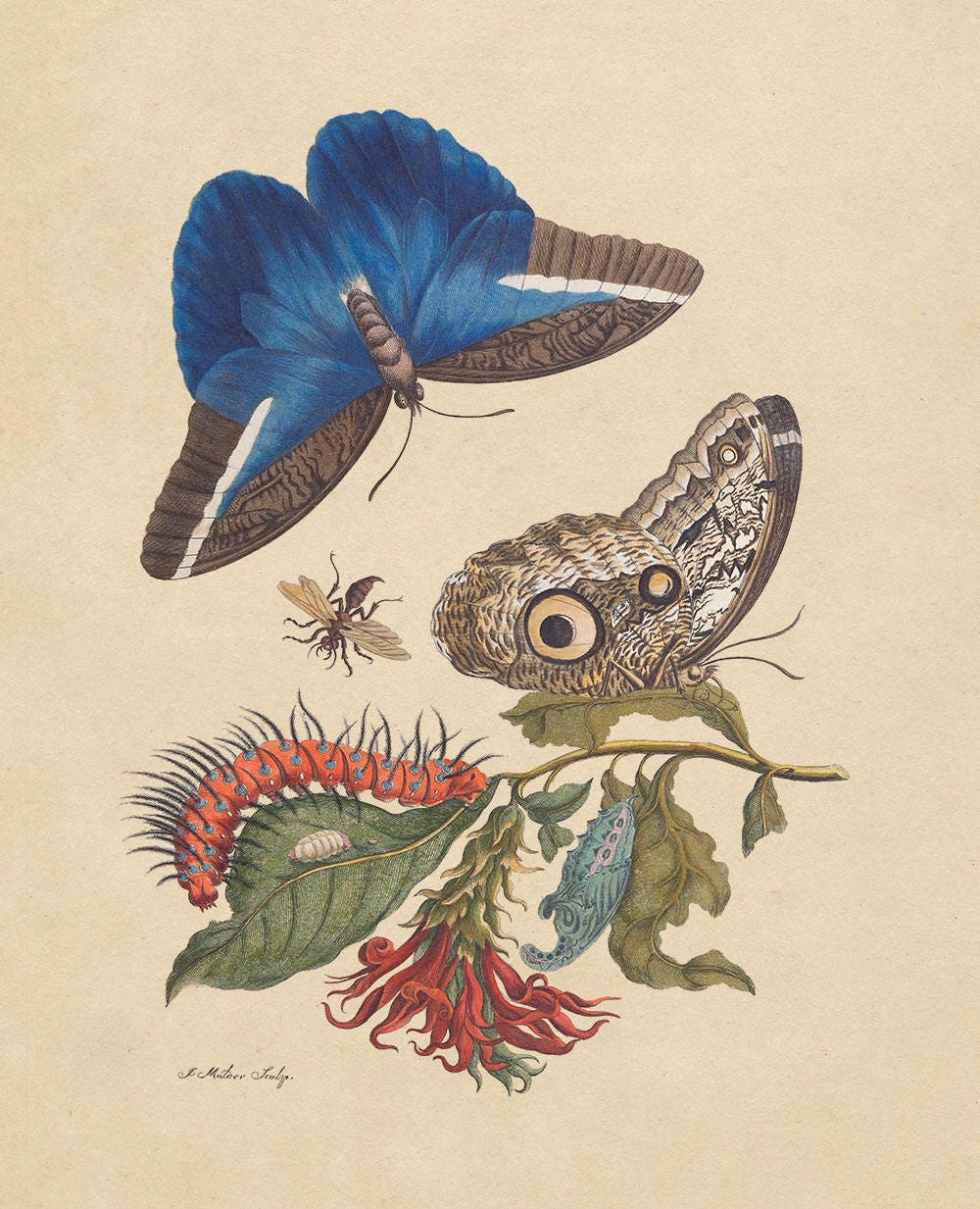 Maria Sibylla Merian 植物画とドイツ語解説 WOMEN ARTISTS: Maria
