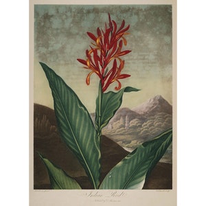 Temple of Flora : Indian Reed (1807) - Giclee Fine Art Print