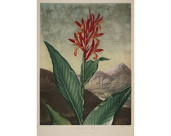 Temple de la Flore : Roseau indien (1807) - Giclée Fine Art Print