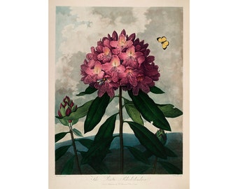 Temple of Flora : The Pontic Rhododendron (1807) - Giclee Fine Art Print