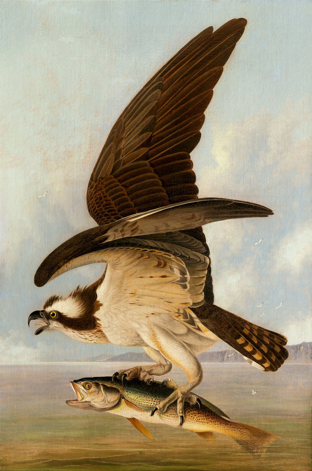 John James Audubon : and Hawk 1829 - Etsy Sweden