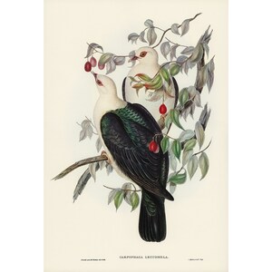 John Gould : White-headed Fruit Pigeon (Carpophaga leucomela) (1840-1848) - Giclee Fine Art Print