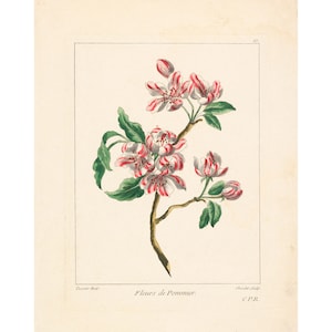 Louis Tessier e Justus Chevillet : Fleurs de Pommier (Fiori di melo) (1755 o successivo) - Giclee Fine Art Print
