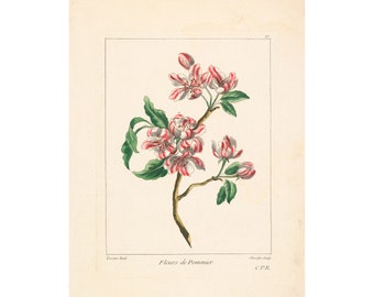 Louis Tessier and Justus Chevillet : Fleurs de Pommier (Apple Blossoms) (1755 or later) - Giclee Fine Art Print