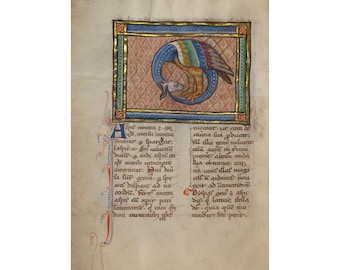 Bestiary Illumination : A Dragon-like Snake (c. 1270) - Giclee Fine Art Print