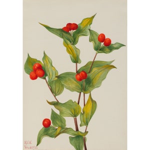 Mary Vaux Walcott : Fairy-bells (Disporum hookeri) (1933) - Giclee Fine Art Print