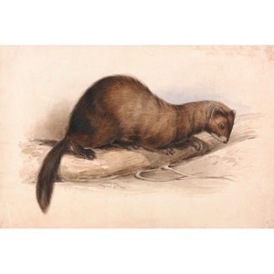Edward Lear : A Weasel (1832) - Giclee Fine Art Print
