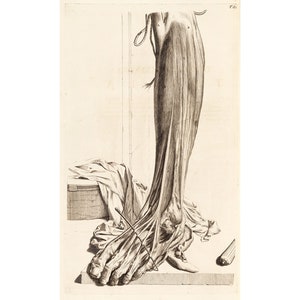 May include: A detailed anatomical illustration of a human leg and foot, showing the muscles and tendons. The leg is positioned on a table with a cloth draped over it. The image is in black and white and has a vintage aesthetic.