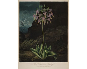 Temple of Flora : The American Cowslip (1807) - Giclee Fine Art Print
