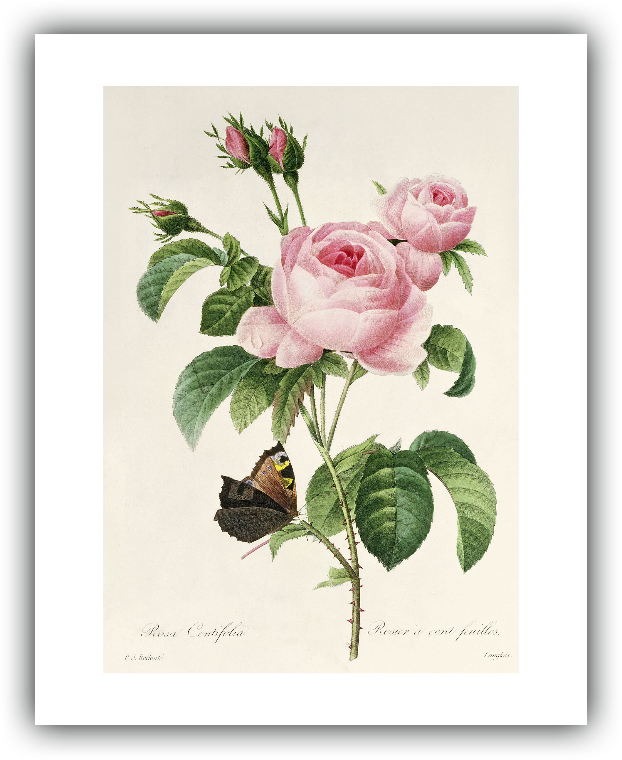 P.J. Redouté ピンクのバラ 絵画 Pierre-joseph Redoute : Rosa Centifolia - Giclee Fine Art Print - Etsy