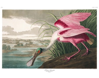 John James Audubon's Birds of America, Plate #321: Roseate Spoonbill - Giclee Fine Art Print