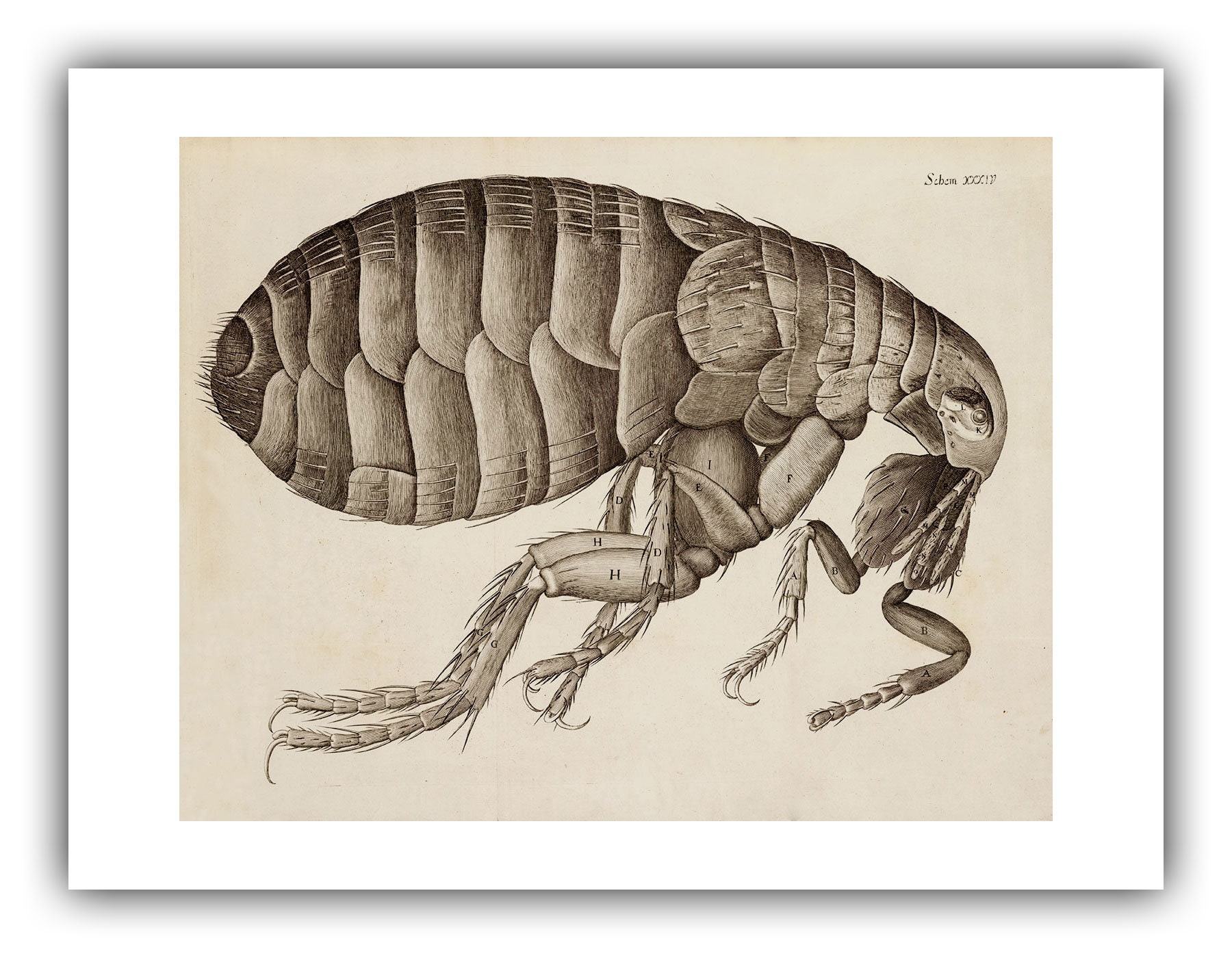 ロバート・フック：ノミ（1665） - ジクレー版画 - Etsy 日本