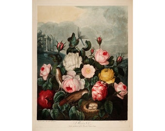 Temple of Flora : Roses (1807) - Giclee Fine Art Print