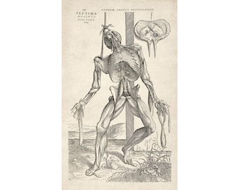 アンドレアス・ヴェサリウス：絞首縄に吊るされた骸骨像（1543年