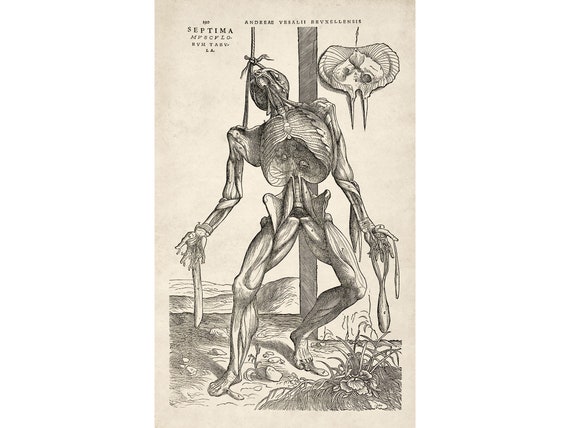 Andreas Vesalius : Skeletal Figure Hanging From a Noose (1543