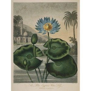 Temple of Flora : The Blue Egyptian Water Lily (1807) - Giclee Fine Art Print
