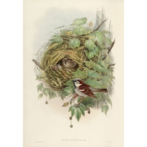 John Gould : Common or House Sparrow Passer domesticus 1873 Giclee Fine Art Print image 1