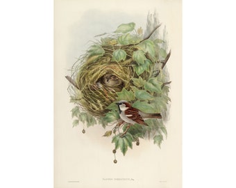 John Gould : Common or House Sparrow (Passer domesticus) (1873) - Giclee Fine Art Print