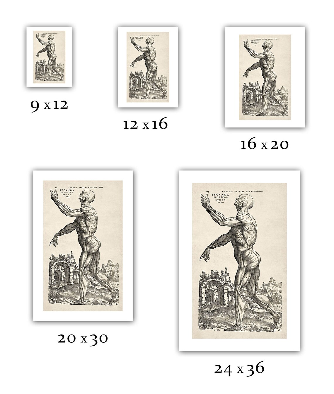 Andreas Vesalius Human Anatomy Print : Muscle Man II (1543) - Giclee ...