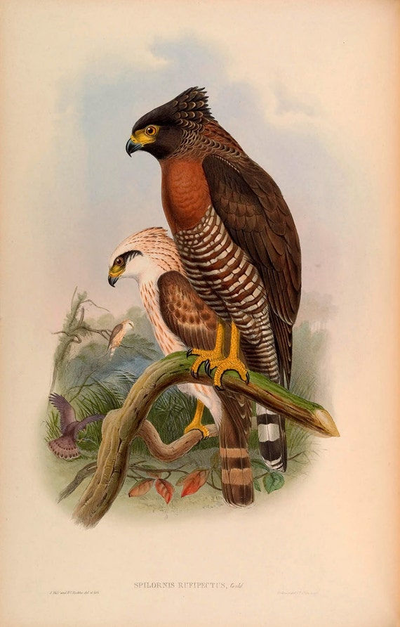 /"Rufous-breasted Spilornis/" John Gould Birds of Asia, 1883 — Fine Art Print