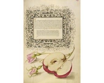 Joris Hoefnagel and George Boeskey : French Rose and Apple (Mira Calligraphiae Monumenta, Folio 107) - Giclee Fine Art Print