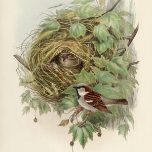 John Gould : Common or House Sparrow Passer domesticus 1873 Giclee Fine Art Print image 3