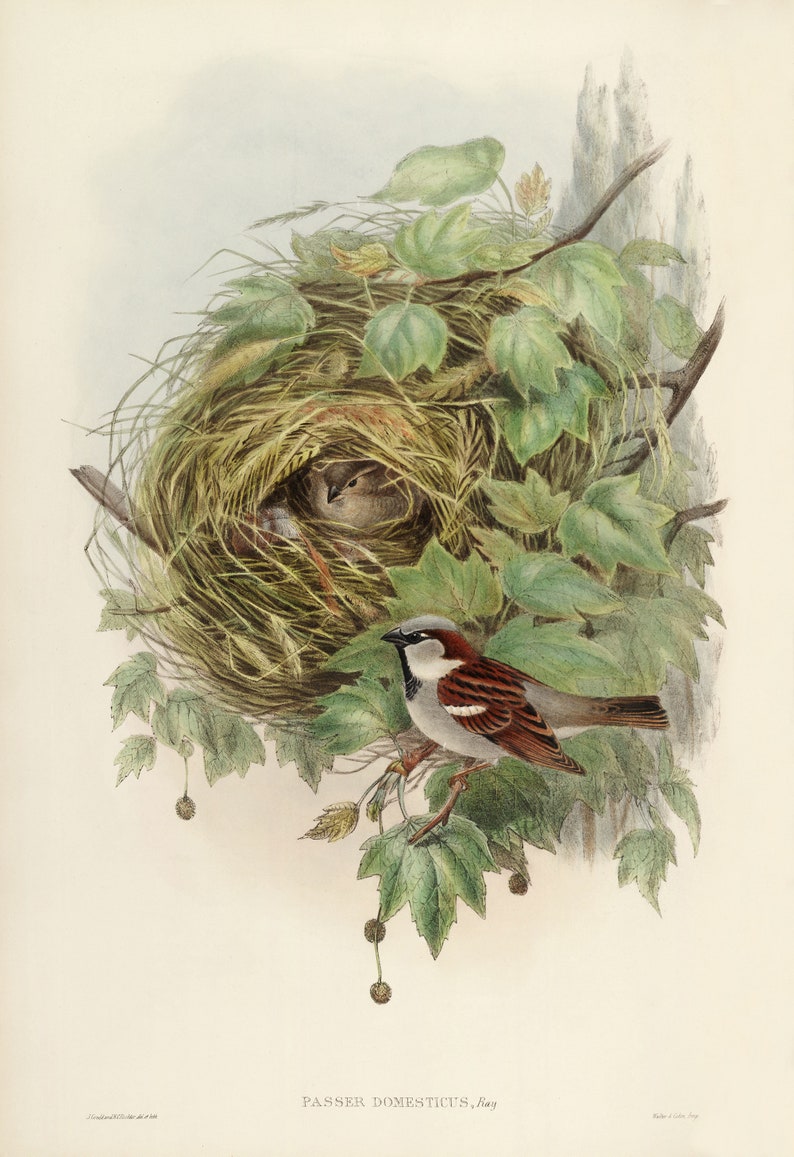 John Gould : Common or House Sparrow Passer domesticus 1873 Giclee Fine Art Print image 3